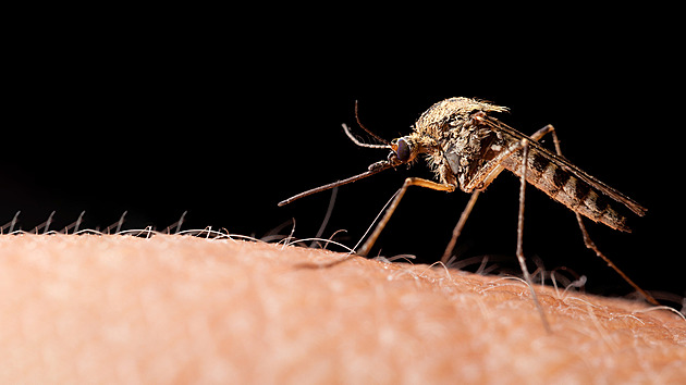 Evropa čelí nástupu exotických chorob přenášených komáry. Léčit se často nedají