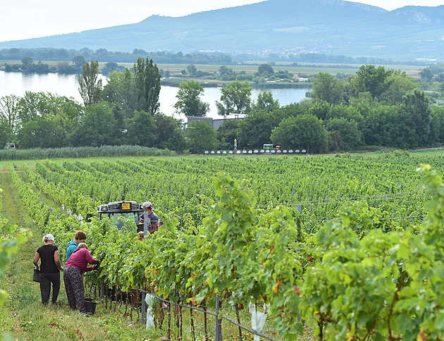 Sliby pro jižní Moravu: podpora vinařů, zrušení CHKO i motivace pro starosty