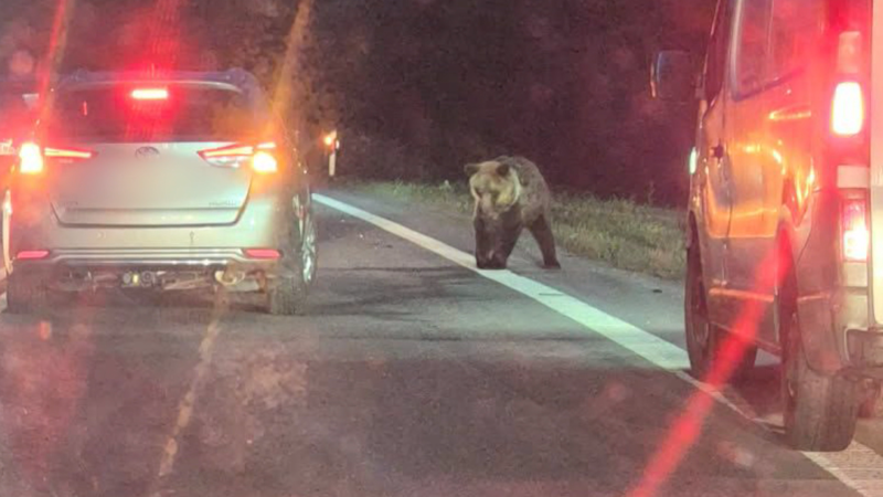 Drama na Slovensku: Medvěd způsobil vážnou dopravní nehodu. Pátrali po něm policisté