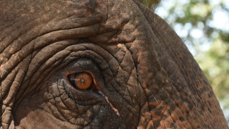 Dospívající slon odcestuje z ostravské zoo. Ošetřovatelé týdny cvičili nástup do kontejneru