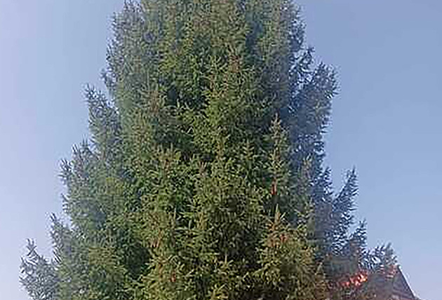 Liberec našel vánoční strom, s jeho přepravou pomohou hasiči i strážníci