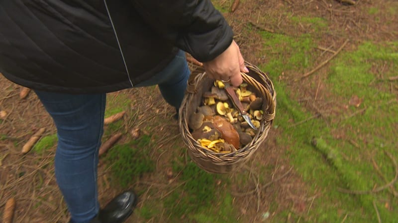 Klenoty českých lesů: Houbařská sezóna vrcholí. Roste i delikátní liška, pozor na zrádný hřib