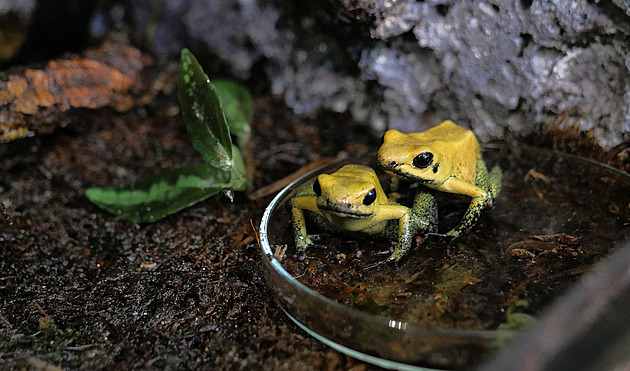Základní škola se na dva dny promění v prales plný žab, želv a chameleonů