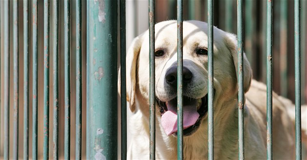 Teploty klesají, tělesné nároky stoupají. Jak správně v zimě krmit psa