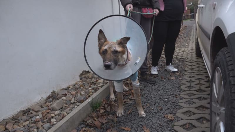 Týraný pes Hero hledá nového páníčka. Úřady selhaly, popsaly záchranu jeho spasitelky