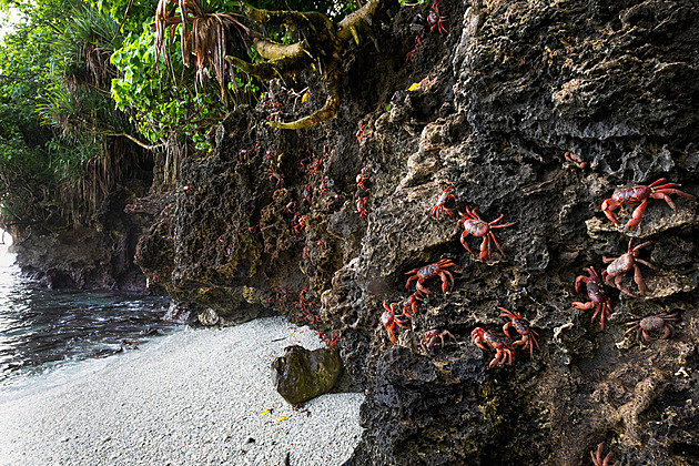 Místo ozdob červení krabi. Jediný skutečný Vánoční ostrov na Vánoce nehraje