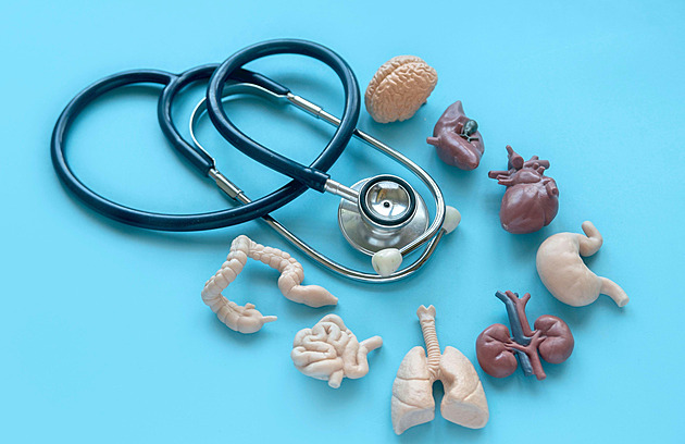 Orgány, bez nichž můžeme žít. Slinivka ano, ale jen s přísným režimem