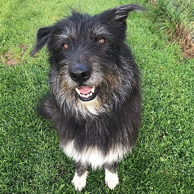 Zubní hygiena psa: Co většina Čechů podceňuje a draze za to platí