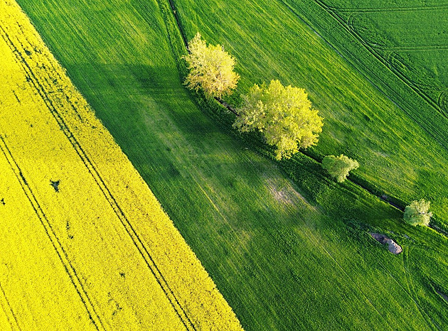 KOMENTÁŘ: Evropa potřebuje víc řepky, než sama vypěstuje