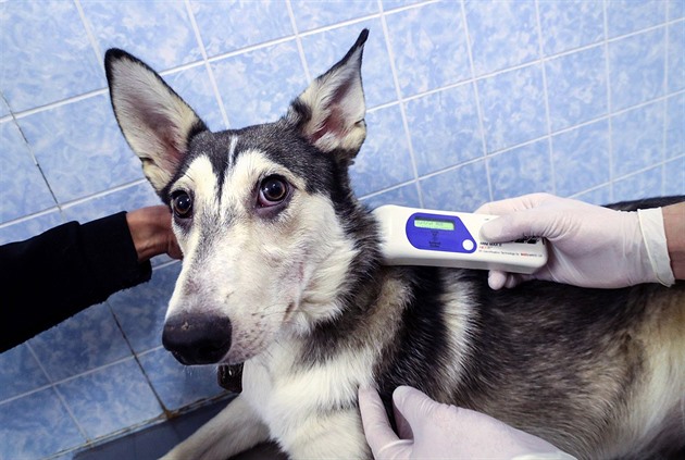 Spouští se centrální evidence psů. Chovatelé si připlatí, hrozí jim vysoké pokuty