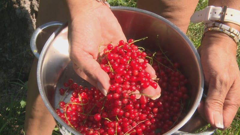 Sezóna rybízu začala. Letní vitamínová bomba překvapí účinky i využitím v kuchyni