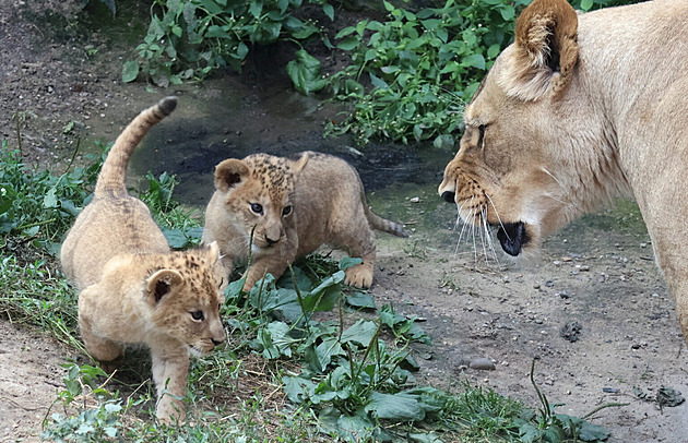 VIDEO: Dvouměsíční lvíčata v zoo ochutnávají maso, už je uvidí i návštěvníci
