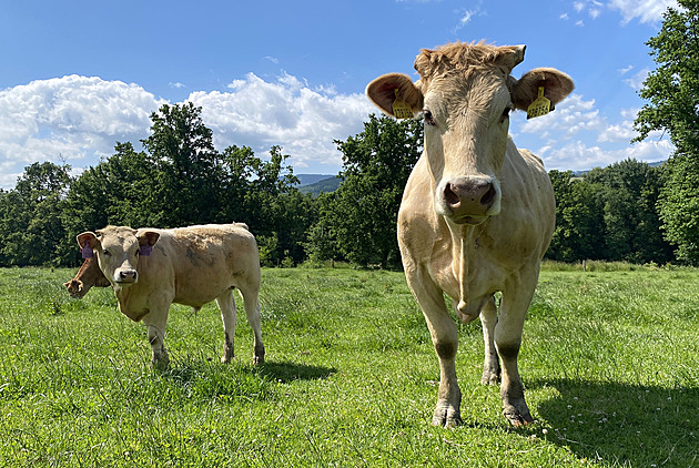 Sucho nutí farmáře vybíjet stáda, a to nejen na maso
