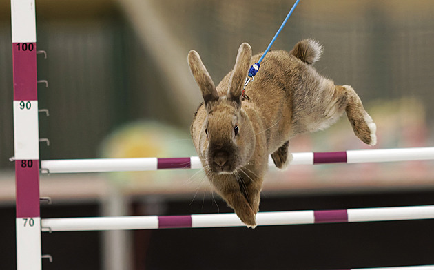 A hop!!! Tělocvična v Bohdalově na Žďársku patřila o víkendu králičímu sportu